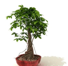 盆景植物3D模型、盆栽植物3D模型免费下载，含材质-31