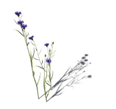 小型花卉植物3D模型免费下载，带材质-5