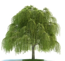 柳树3D模型，树木3D模型免费下载，带材质-13
