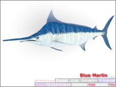 动物鱼类3d模型动植物模型免费下载3d模型免费下载 38