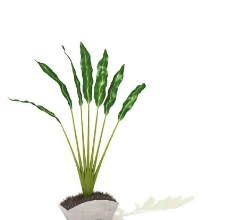 盆景植物3D模型、盆栽植物3D模型免费下载-20