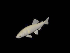 动物鱼类3d模型动植物模型免费下载动物3d模型 18