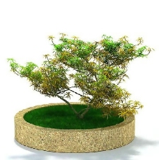 园林植物、景观植物、树木3D模型免费下载-48