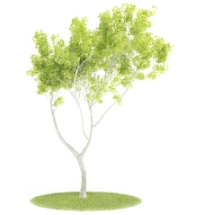 室外模型植物国外精品装饰素材免费下载室内装修模型免费下载52