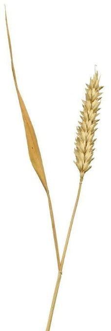 麦皮小麦树叶植物3D材质贴图素材2