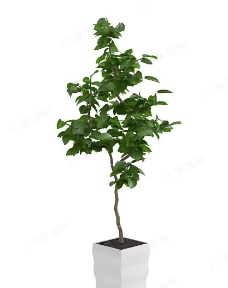3D盆栽树模型