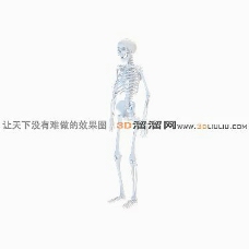 人体模型3D人体骨架模型