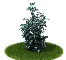 精品国外植物3D模型49