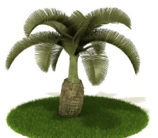 精品国外植物3D模型10