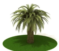 精品国外植物3D模型4