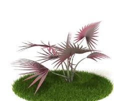 精品国外植物3D模型51