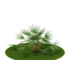 精品国外植物3D模型11