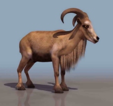 羚羊-动物3D模型素材2