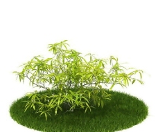 精品国外植物3D模型52