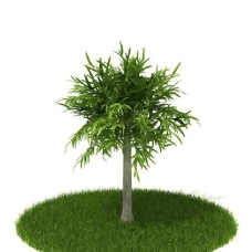 精品国外植物3D模型31