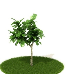 精品国外植物3D模型32