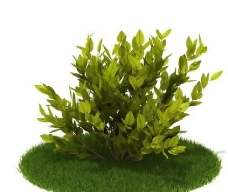 精品国外植物3D模型53