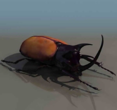 昆虫-动物3D模型素材2