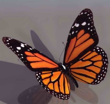 蝴蝶-动物3D模型素材