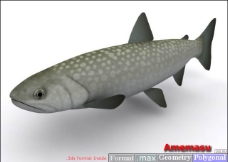 鱼3D模型2