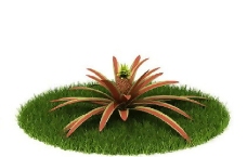 精品国外植物3D模型56