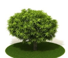 精品国外植物3D模型9
