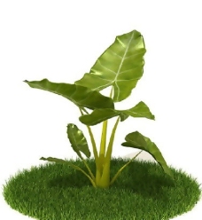 精品国外植物3D模型35