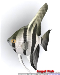 鱼3D模型3