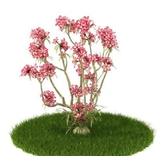 精品国外植物3D模型44