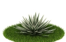 精品国外植物3D模型55