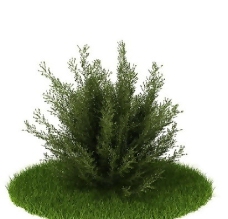 精品国外植物3D模型22