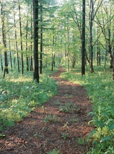 森林道路图片