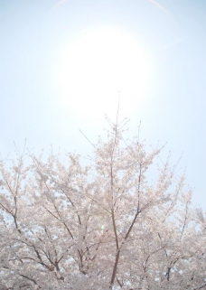 三月樱花摄于上海万科城市花园