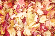 秋天背景秋天的树叶背景